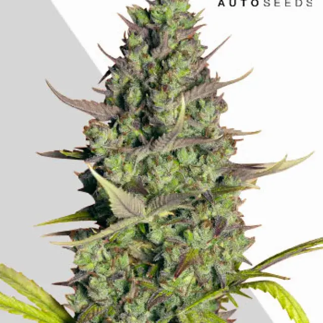 Wedding Cake Auto Cannabis Seeds | Auto Seeds.