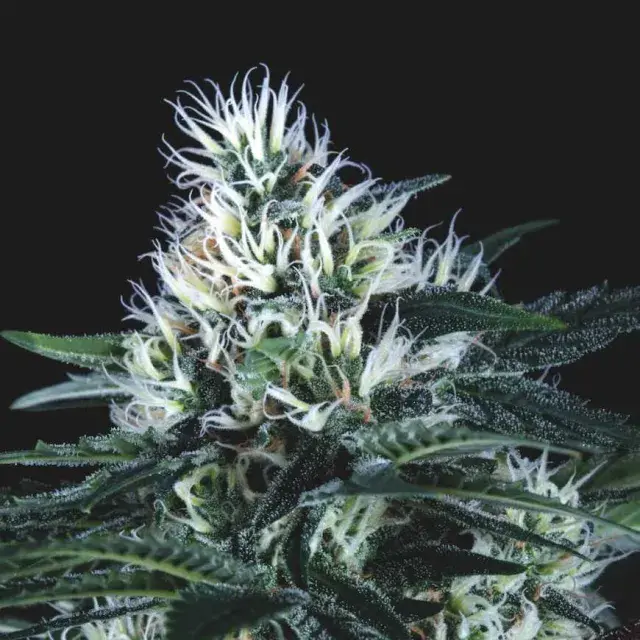 Wembley FAST Feminised Cannabis Seeds | Pyramid Seeds.