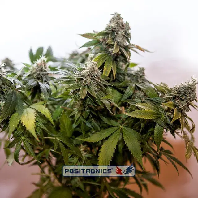 Wernard Express Feminised Cannabis Seeds | Positronics