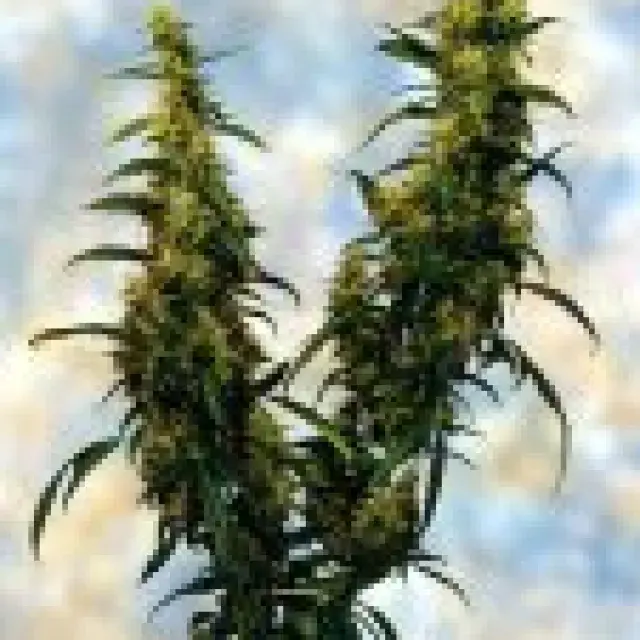 Western Winds Feminised Cannabis Seeds | Sagarmartha Seeds