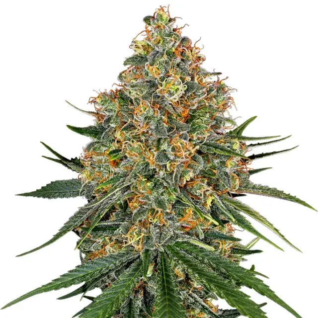 White Cheese Feminised Cannabis Seeds | White Label Seed Company