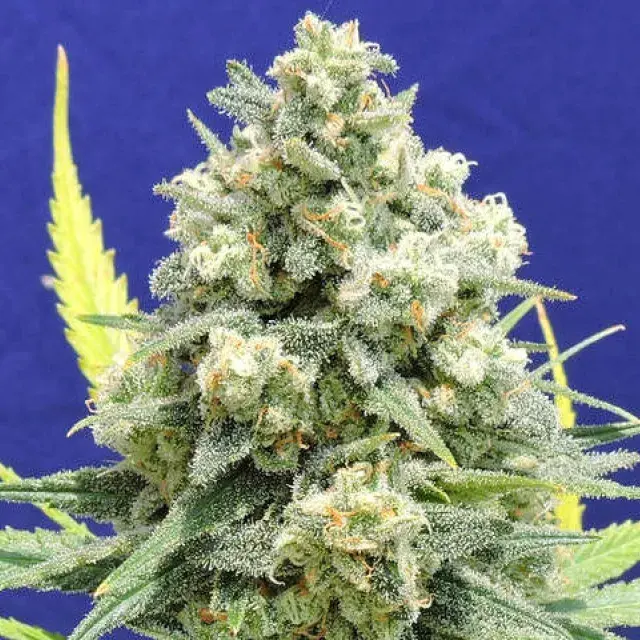 White Critical Feminised Cannabis Seeds | Original Sensible Seeds