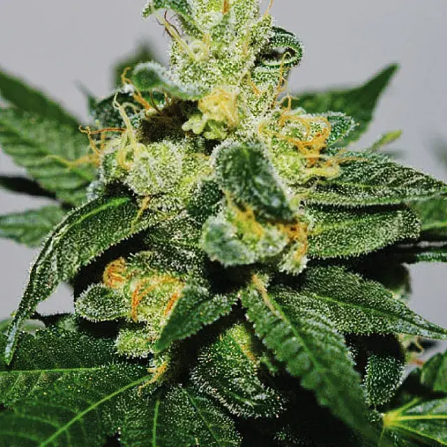 White Gold Feminised Cannabis Seeds | Expert Seeds
