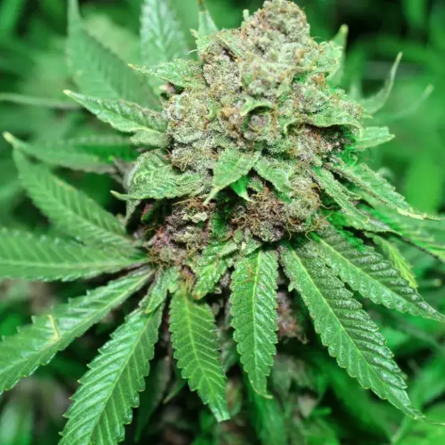 White Grapes Regular Cannabis Seeds | Purple Caper Seeds