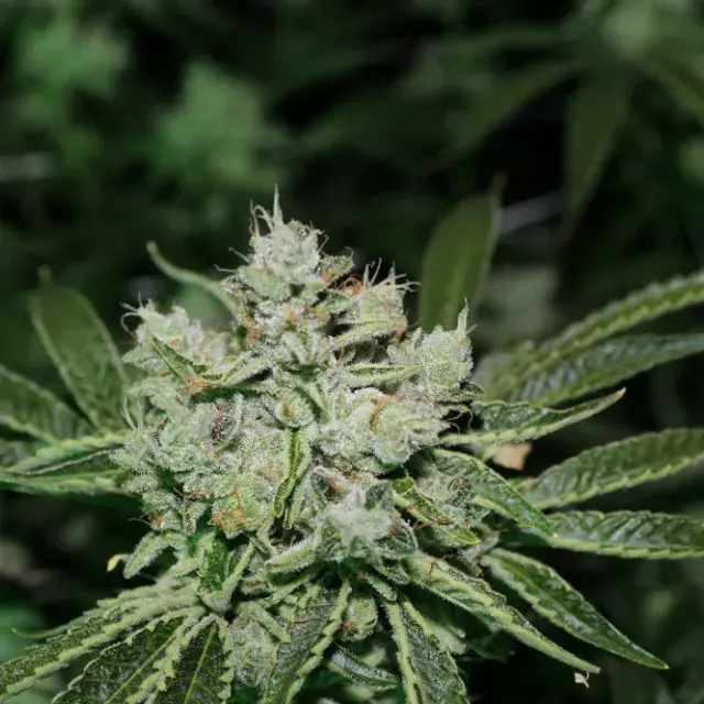 Cookie OG Regular Cannabis Seeds | Purple Caper Seeds