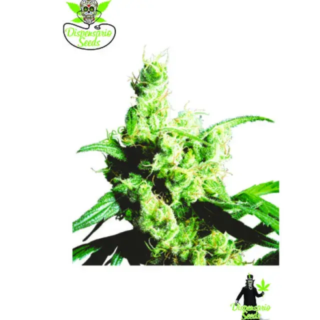 White Snow Feminised Cannabis Seeds | Dispensario Seeds