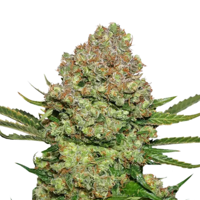 White Widow Auto Feminised Cannabis Seeds | Seed Stockers