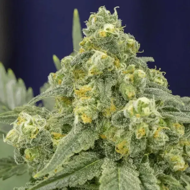 White Widow Cannabis Seeds - Silent Seeds.