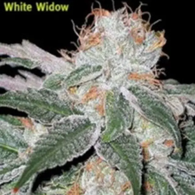 White Widow Feminised Cannabis Seeds | Seedsman