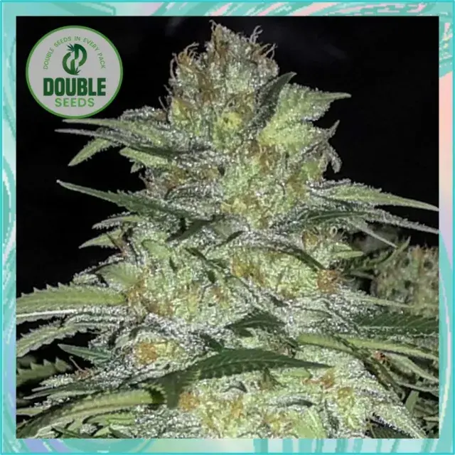 White Widow x Big Bud - Double Seeds