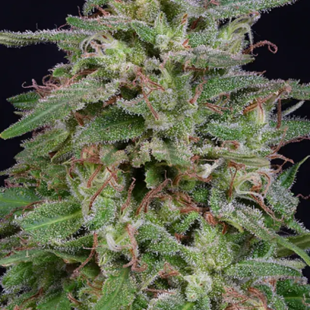 White Widow Feminised Cannabis Seeds | Big Head Seeds