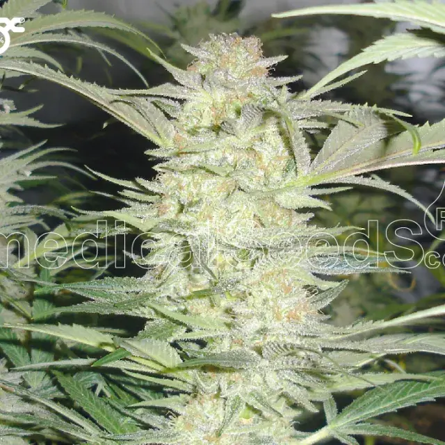Old White Widow Feminised Cannabis Seeds | 710 Genetics Seeds