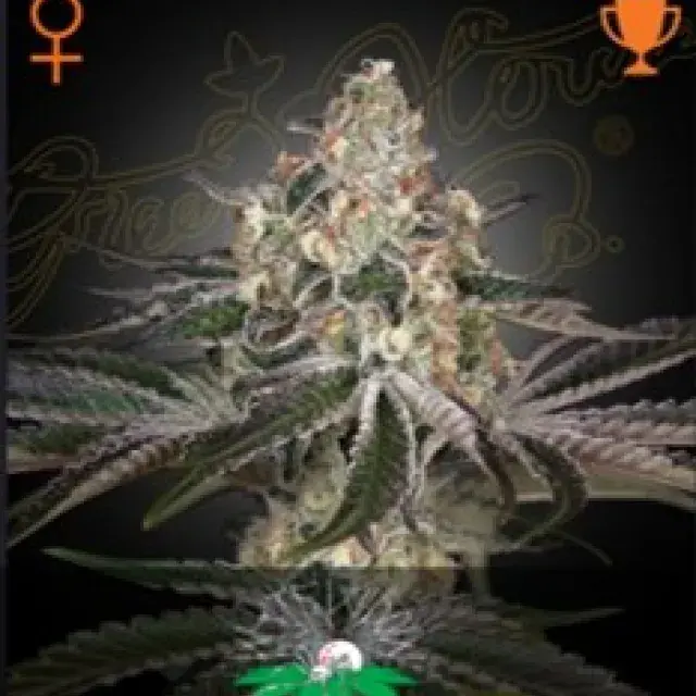 White Widow Feminised Cannabis Seeds | Green House Seeds