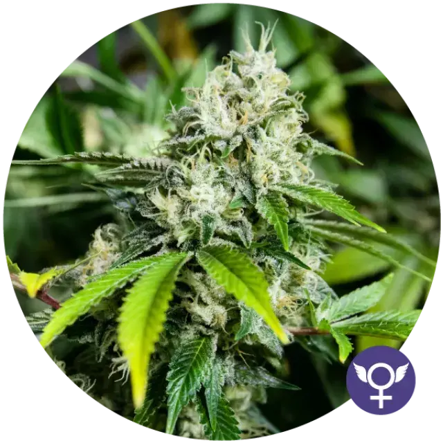 White Widow Extreme Feminised Cannabis Seeds | Bulldog Seeds