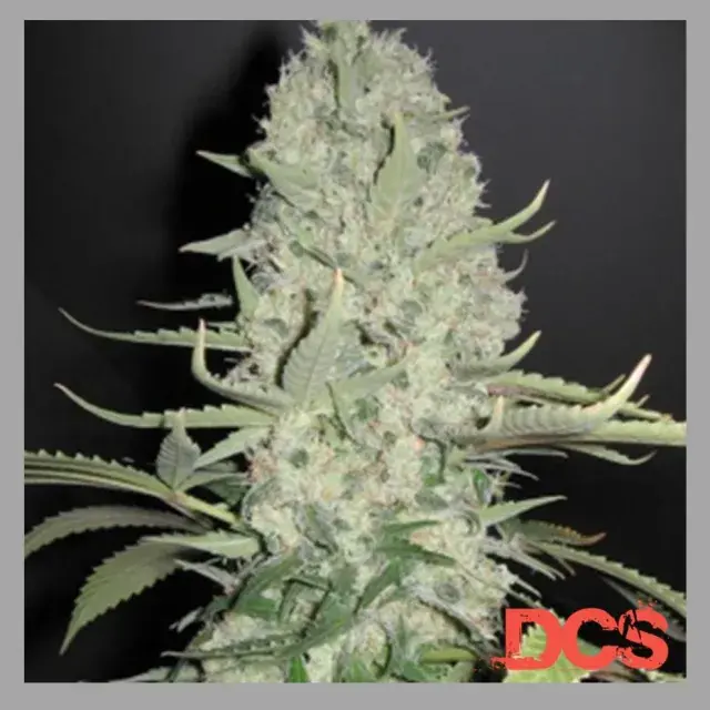 White Widow x Big Bud Feminised | Female Seeds