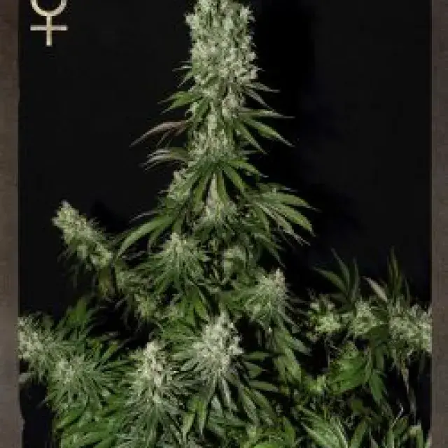White Strawberry Skunk Feminised Cannabis Seeds | Strain Hunters