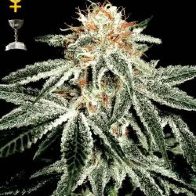 White Widow Regular Cannabis Seeds | Spliff Seeds