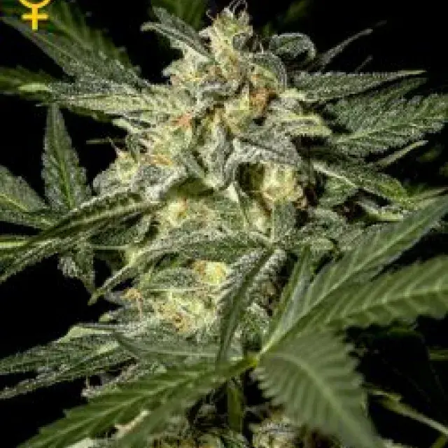 White Widow Automatic Feminised Cannabis Seeds | Green House Seeds 