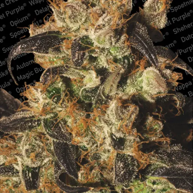 White Berry Feminised Cannabis Seeds | Paradise Seeds