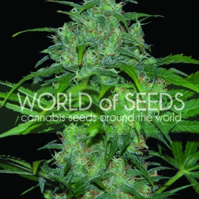 Wild Thailand Regular Cannabis Seeds | World of Seeds