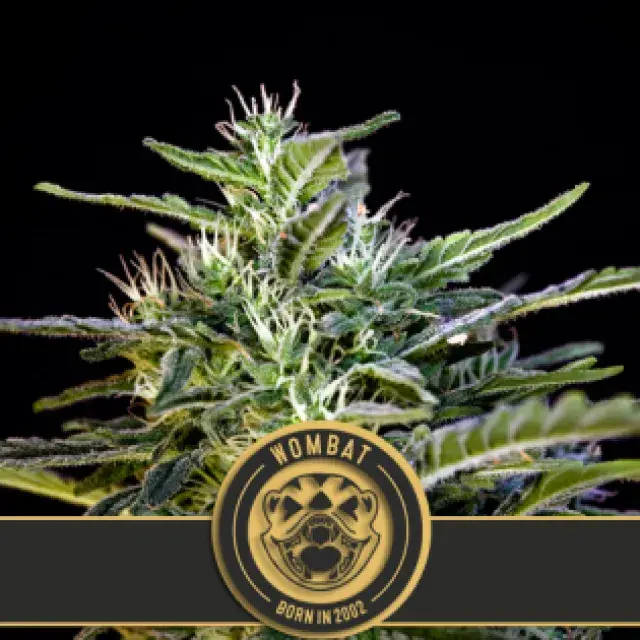 Wombat Feminised Cannabis Seeds | Blim Burn Seeds 