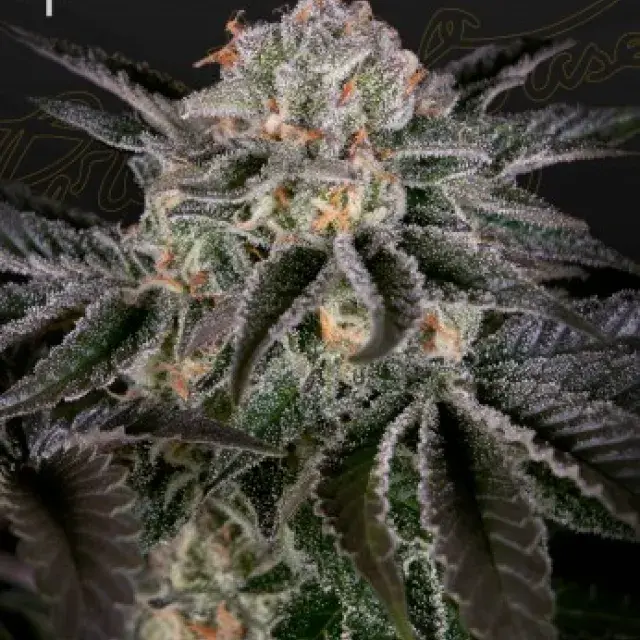 ​Wonder Pie Feminised Cannabis Seeds | Green House Seeds