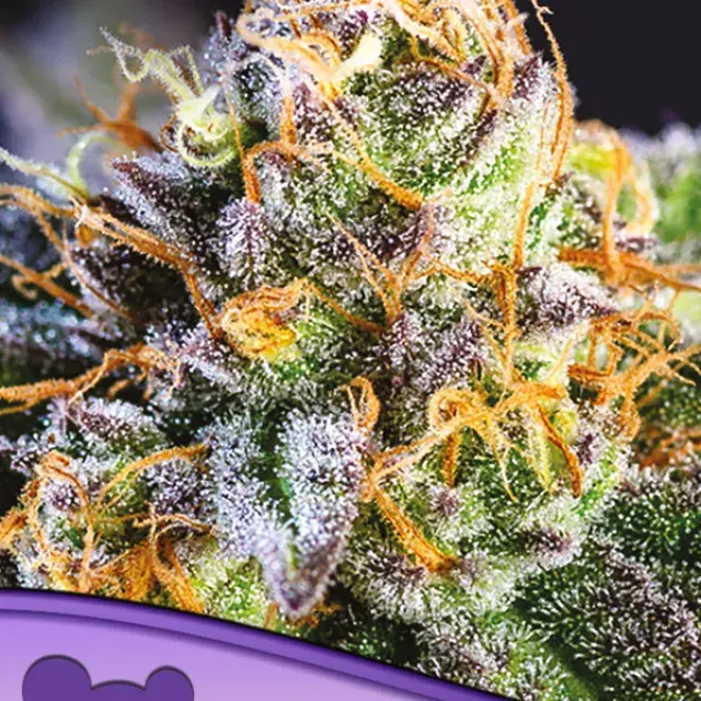 Yuhbary Feminised Cannabis Seeds - Anesia Seeds