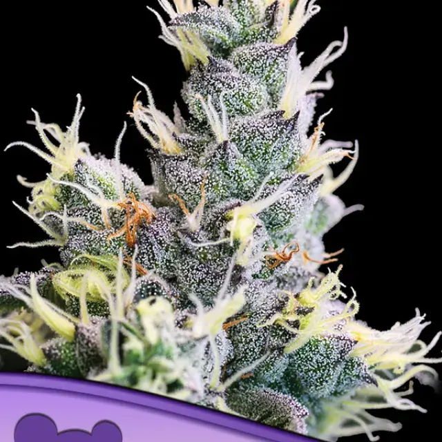 Yuhbary Auto Feminised Cannabis Seeds - Anesia Seeds