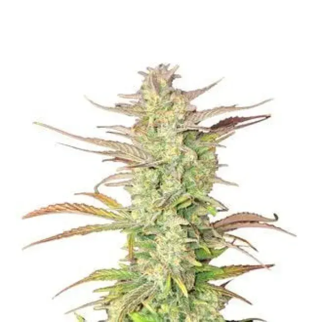 Z-UP Auto Feminised Cannabis Seeds | Fast Buds.