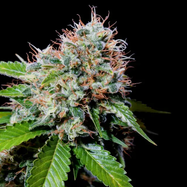 Zuri Widow Feminised Cannabis Seeds