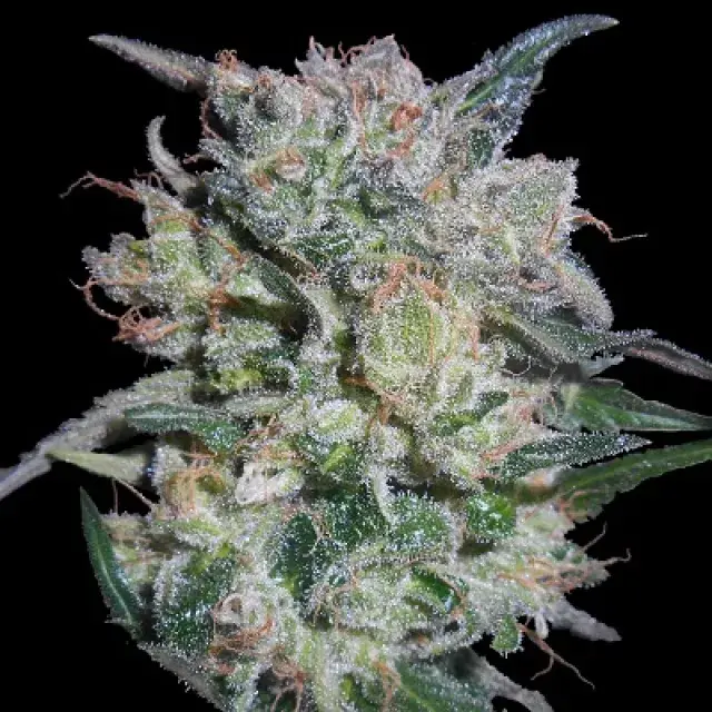 Zamaldelica x Kali China Feminised Cannabis Seeds | Ace Seeds