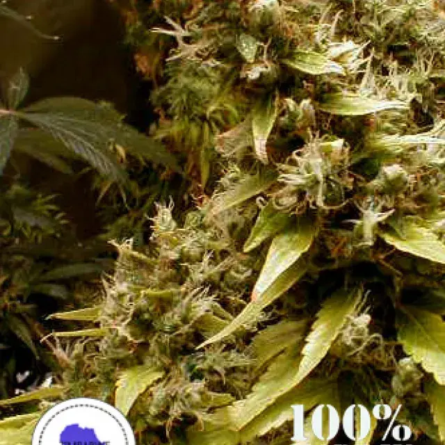 Zim-Licious Regular Cannabis Seeds | Seeds of Africa