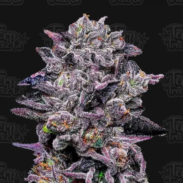 Zinnamon Milk Feminised Cannabis Seeds - Terp Treez