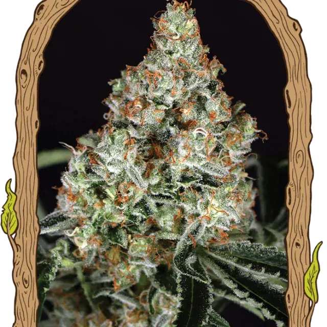 Zkittalicious Feminised Cannabis Seeds | Exotic Seeds