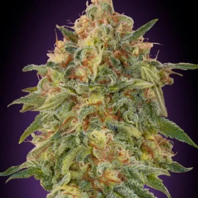 Zkittlez Feminised Cannabis Seeds | Advanced Seeds 