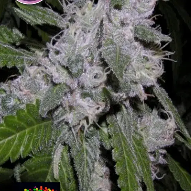 Zkittlez Feminised Cannabis Seeds | Kera Seeds