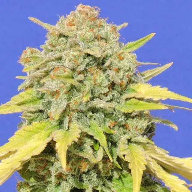 Zkittlez Feminised Cannabis Seeds | Original Sensible Seeds