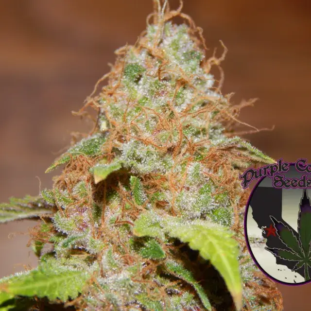 Zkittlez Regular Cannabis Seeds | Purple Caper Seeds
