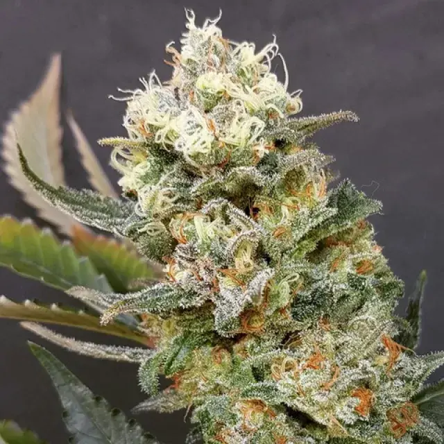Zkittlez Glue Feminised Cannabis Seeds | Expert Seeds