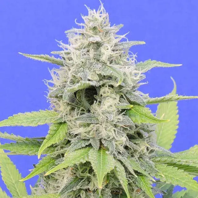 Zkittzy Gorilla Feminised Cannabis Seeds | Original Sensible Seeds