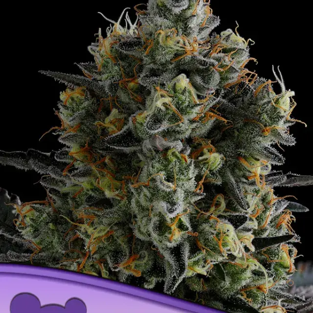 Zoomiez Feminised Cannabis Seeds - Anesia Seeds