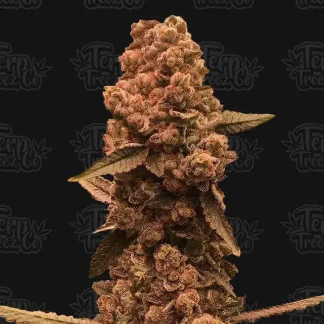 Ztrawberry Fizz Feminised Cannabis Seeds - Terp Treez