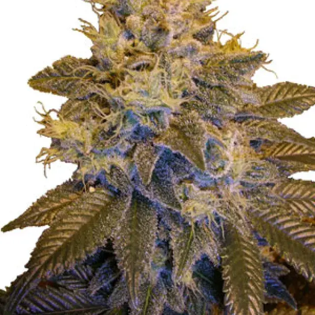 Grapefruit Kush Regular Cannabis Seeds | Next Generation Seeds 