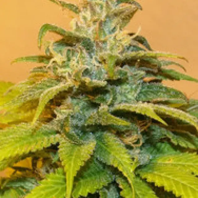 NG69 Feminised Cannabis Seeds | Next Generation Seeds