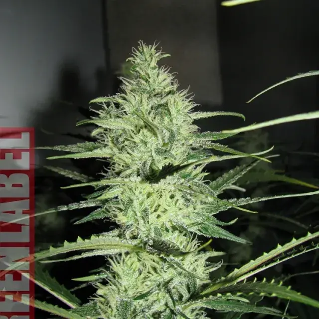Ace Silver Haze (Formerly Super Silver Haze) Feminised Cannabis Seeds | GreenLabel Seeds