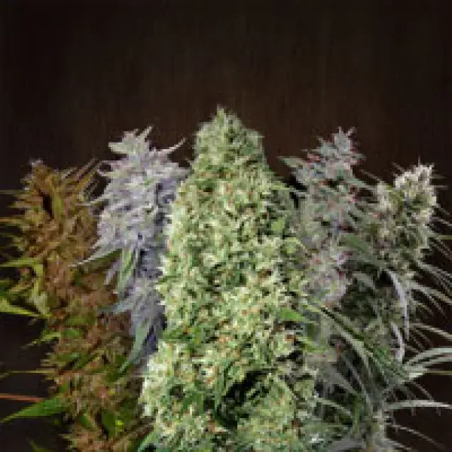 Ace Mix Feminised Cannabis Seeds | Ace Seeds