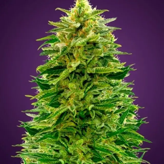 Auto Amnesia Feminised Cannabis Seeds | Advanced Seeds 