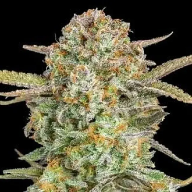 Auto XXL Bruce Banner Feminised Cannabis Seeds | Advanced Seeds 