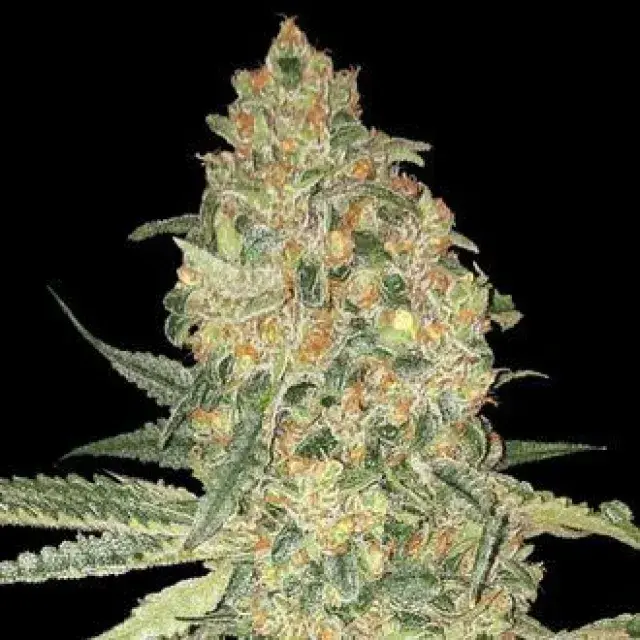 Bruce Banner Feminised Cannabis Seeds | Advanced Seeds 