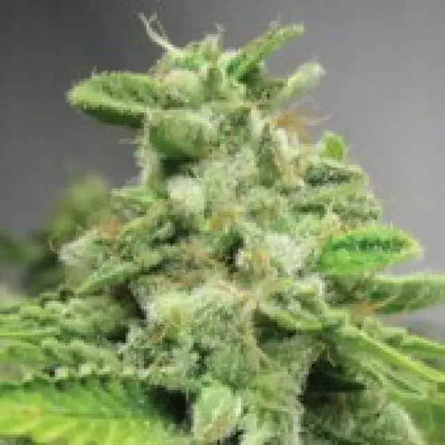 Auto Strawberry Banana Feminised Cannabis Seeds | Advanced Seeds 